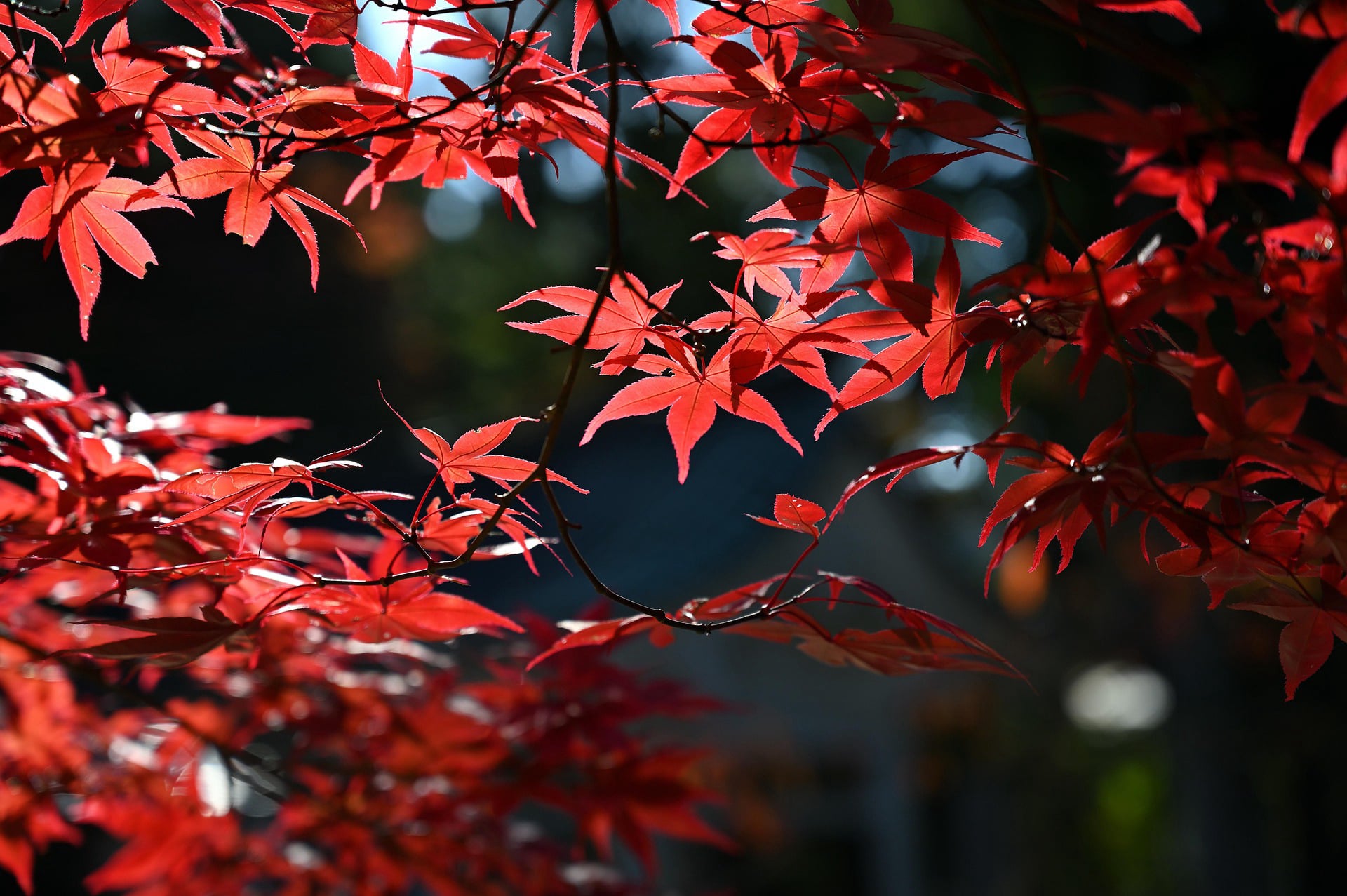 nature-picture